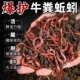 蚯蚓活饵鲜活红虫垂钓鱼饵料鲫鱼鲤鱼野钓黑坑鱼食打窝料通杀鱼料