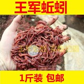四川蚯蚓活饵鲜活红虫垂钓鱼饵料鲫鱼鲤鱼野钓黑坑鱼料打窝料