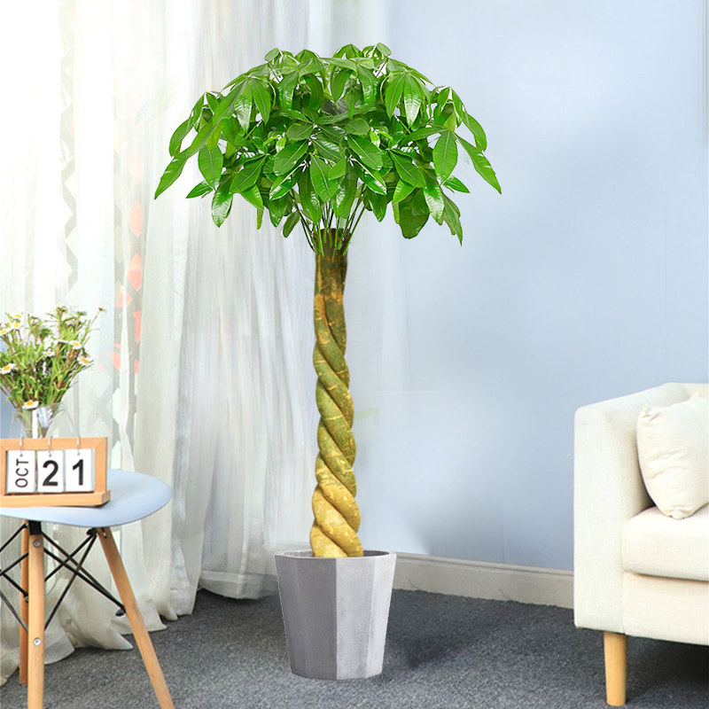 妙点三辫发财树盆栽室内客厅大绿植盆景四季常青办公室开业招财树