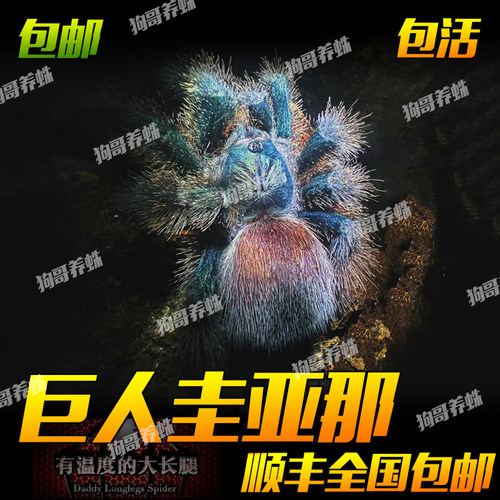 巨人圭亚那粉趾蜘蛛5-6厘米（不是圭亚那粉趾）宠物活体温顺好养