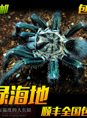 绿海地宠物蜘蛛食鸟蛛4厘米苗子幼体活体大型PHO属新品种颜色漂亮