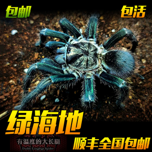 绿海地宠物蜘蛛食鸟蛛4厘米苗子幼体活体大型PHO属新品种颜色漂亮