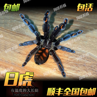 日虎委内瑞拉太阳虎带花纹蜘蛛宠物活体黑色小母能吃好养树栖新手