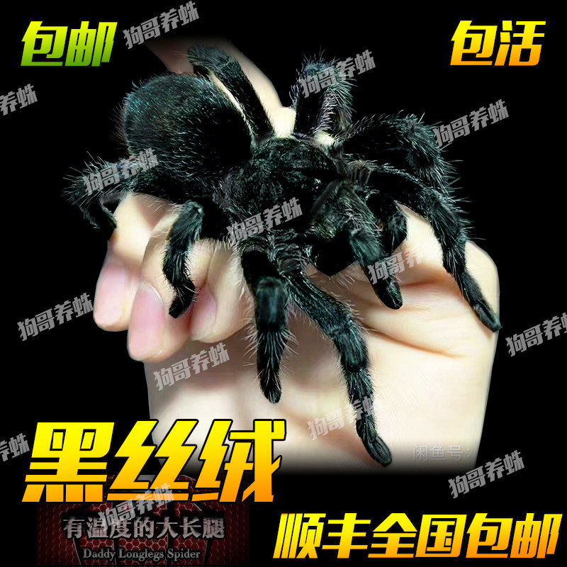 巴西黑丝绒足展3-10厘米全黑色大型宠物蜘蛛活体温顺好养高端稀有