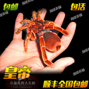 稀有收藏高端皇帝巴布小母凶猛穴居蜘蛛活体宠物爬宠长寿好养粗壮