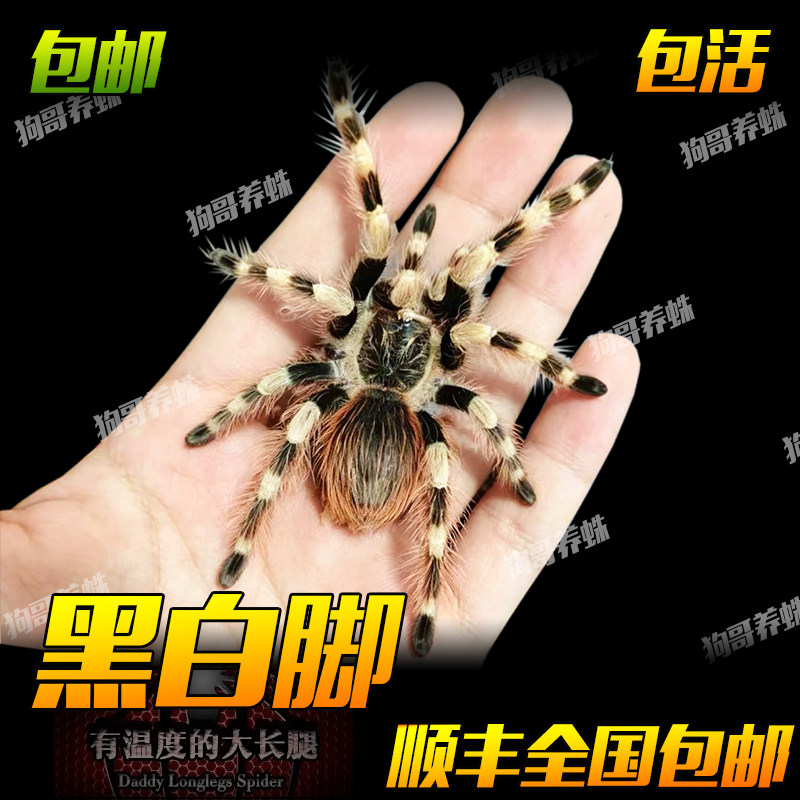 温顺可爱新手入门蜘蛛好养巴西黑白脚宠物活体蜘蛛1-14cm成体无毒