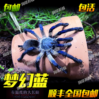 梦幻蓝巴布/索科特拉蓝巴布1-12cm 新手进阶可群养蜘蛛宠物活体