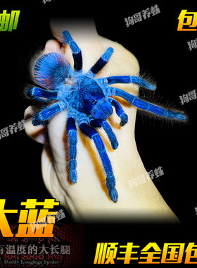 温顺可上手蓝色巴西大蓝蛛小母蜘蛛宠物活体颜色鲜艳漂亮新手入门