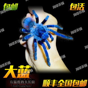温顺可上手蓝色巴西大蓝蛛小母蜘蛛宠物活体颜色鲜艳漂亮新手入门