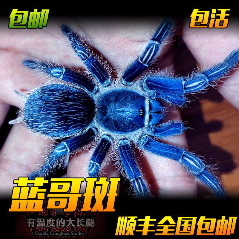 蓝哥斑哥斯达黎加斑马脚蓝色种蜘蛛宠物活体地栖温顺好养能吃新手