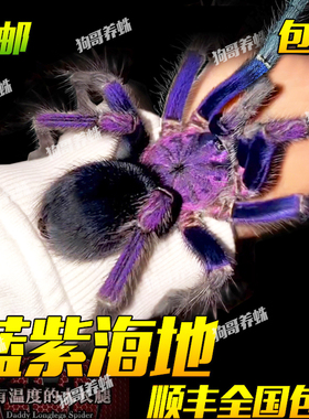 PHO属高端稀有收藏品种宠物蜘蛛活体蓝紫海地咖啡食鸟蛛足展2-7cm