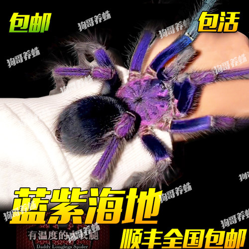 PHO属高端稀有收藏品种宠物蜘蛛活体蓝紫海地咖啡食鸟蛛足展2-7cm