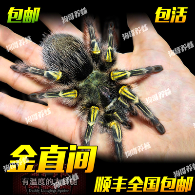 网红宠物蜘蛛活体温顺好养新手入门巴西巨人金直间蜘蛛活物1-16CM