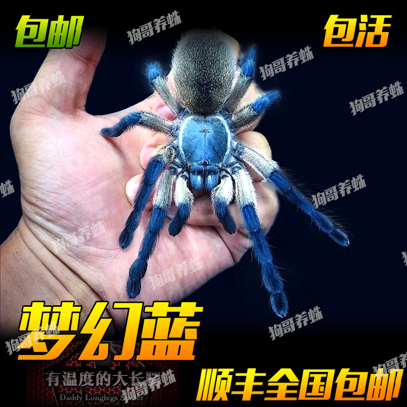 梦幻蓝巴布小母新手可群养蜘蛛宠物活体蓝色颜色漂亮长得快好养