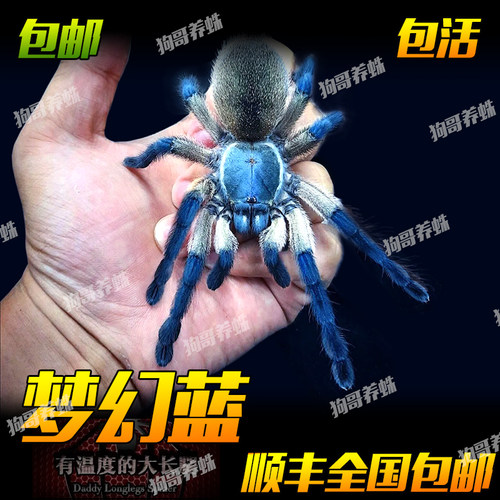 梦幻蓝巴布小母新手可群养蜘蛛宠物活体蓝色颜色漂亮长得快好养