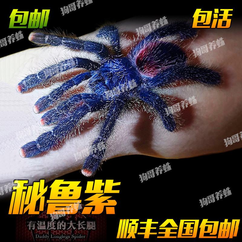 温顺好养可上手秘鲁紫色粉趾宠物蜘蛛新手推荐品种活体无毒爬宠