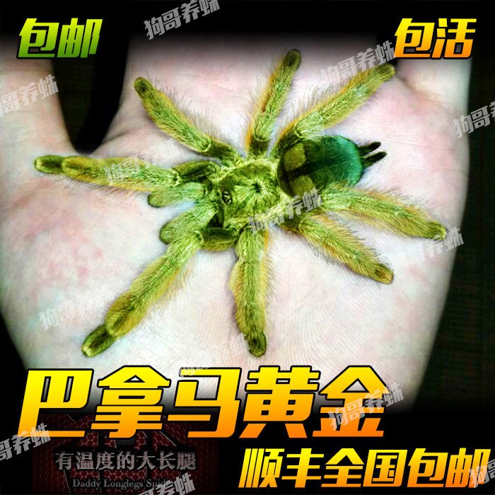 毛茸茸蜘蛛宠物巴拿马黄金5-6厘米小母蜘蛛宠物好养长得快新手