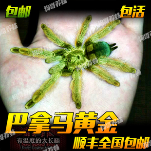 毛茸茸蜘蛛宠物巴拿马黄金5 6厘米小母蜘蛛宠物好养长得快新手