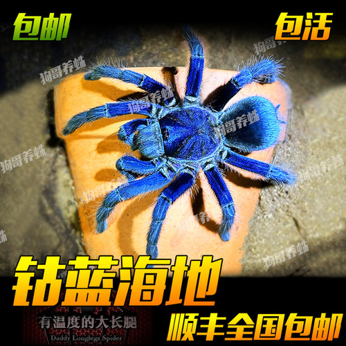 非常稀有收藏级钴蓝海地蜘蛛宠物活体比蓝紫海地更蓝大型地栖好养