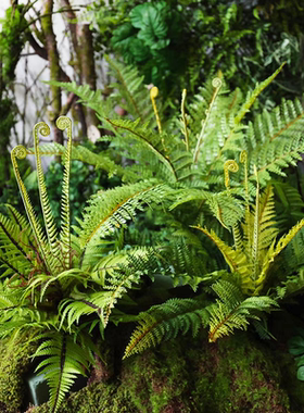 仿真蕨草盆栽小型假厥叶造景绿植盆景热带雨林场景植物角搭配装饰