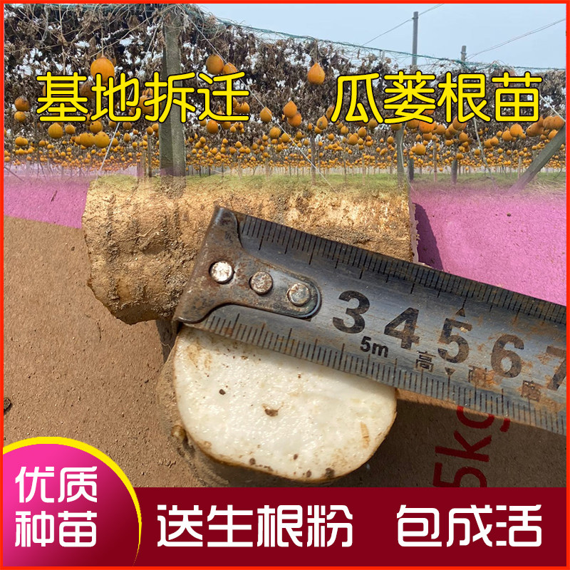 2025年现货发售天柱山瓜蒌子种根苗瓜篓蛞蝼苗庭院种植大面积