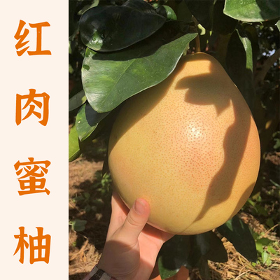 梅州蜜柚红肉柚子新鲜水果