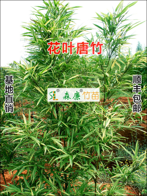 花叶唐竹彩叶观赏竹盆栽竹苗庭园绿化竹类植物森廉竹苗