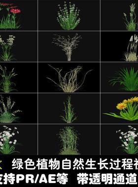 绿色植物生长过程延时自然绽放支持PRAE带透明通道mov短视频素材