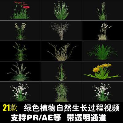 绿色植物生长过程延时自然绽放支持PRAE带透明通道mov短视频素材