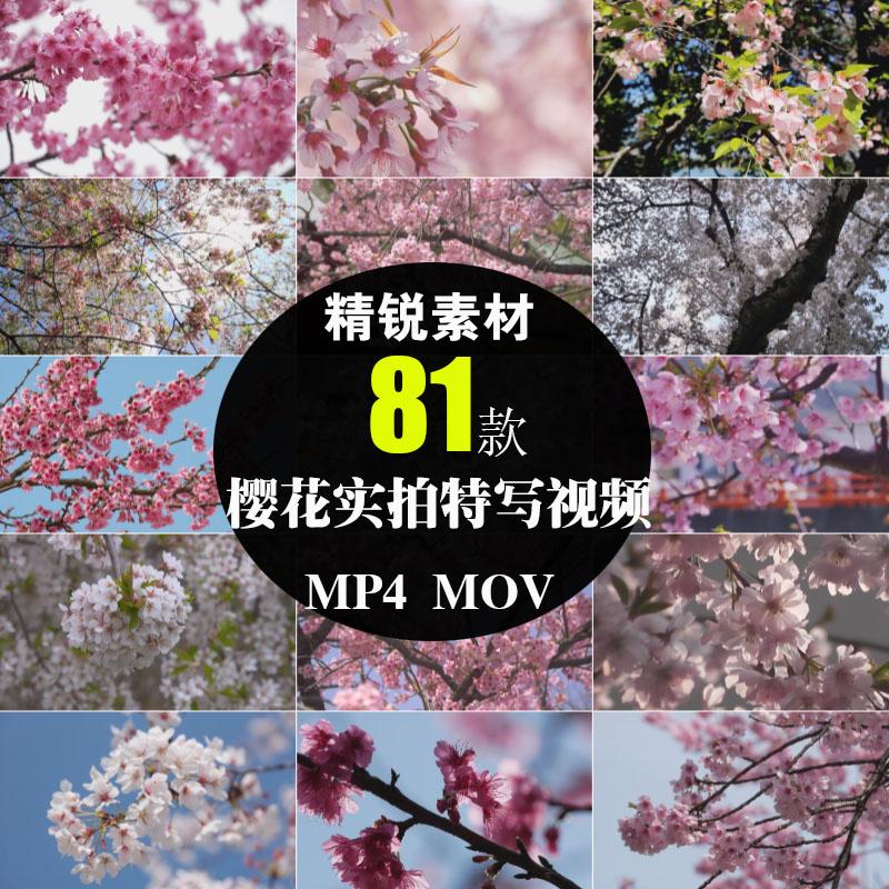 樱花背景浪漫唯美树枝粉色白色实拍摄影特写空镜头春天短视频素材