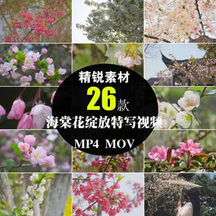 海棠花特写镜头实拍摄影春季自然风光背景植物春暖花开短视频素材