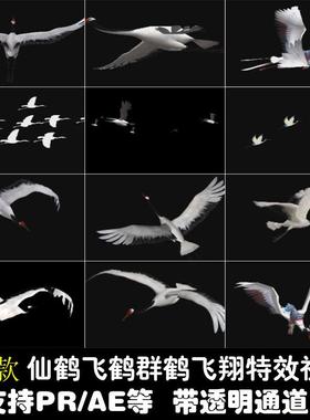 白鹤仙鹤群鹤飞翔带透明通道支持PRAE后期特效合成动画视频素材库