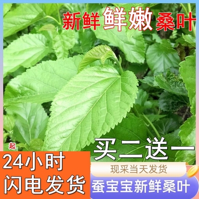 蚕宝宝食物新鲜嫩桑叶现摘桑叶