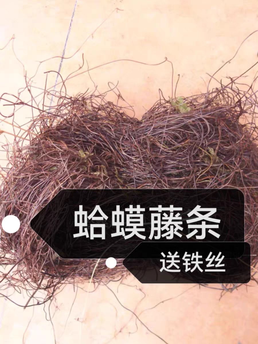 鸟窝制作材料蛤蟆藤手工diy鸟巢鸟蛋园艺装饰橱窗布置摄影道具图片