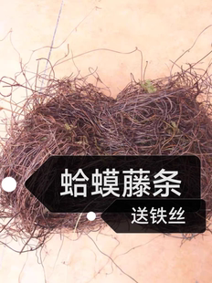 鸟窝制作材料蛤蟆藤手工diy鸟巢鸟蛋园艺装饰橱窗布置摄影道具