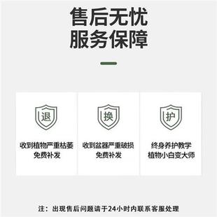 心森岚水培常春藤绿植室内长藤垂吊植物办公室桌面水养爬藤吊兰