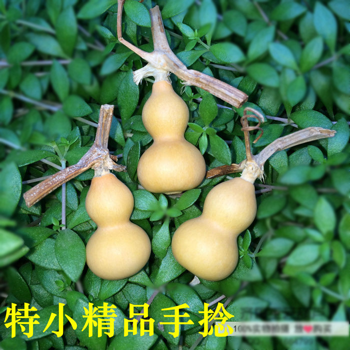 手捻葫芦迷你美国天然小葫芦摆件把玩文玩葫芦手捻葫芦精品