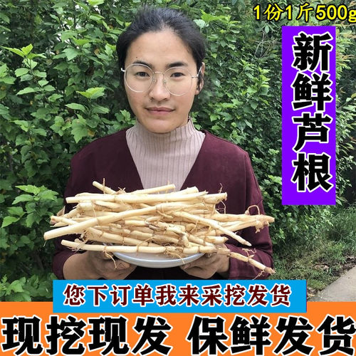 山东中药材新鲜芦根500g包邮
