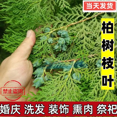 扁柏叶野生新鲜洗头发山东中药