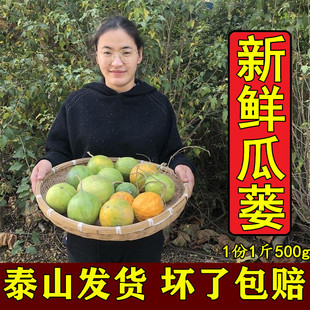 山东野生新鲜瓜蒌栝楼糖瓜蒌 蒌瓜马普蛋天撤苦瓜药瓜皮500g包邮