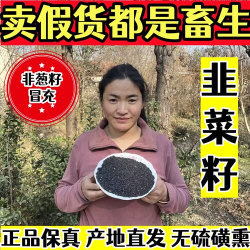 野生韭菜籽炒熟打粉泡酒泡茶