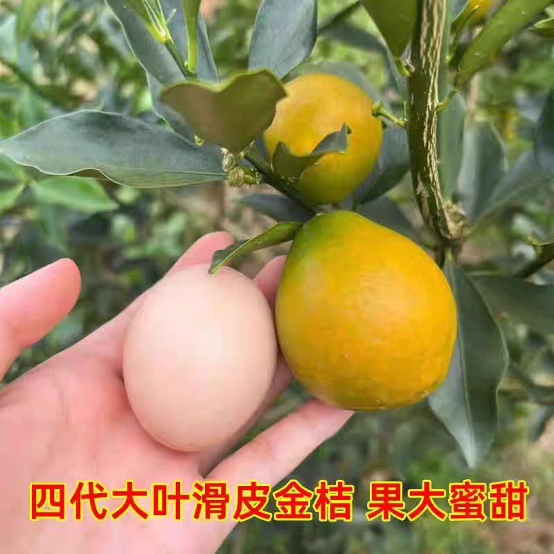 广西融安第四代新品种嫁接大叶滑皮金桔五年大苗带果发货盆栽地栽,鲜花速递/花卉仿真/绿植园艺,造型盆景,淘宝优惠券,粉丝福利购,淘宝优惠卷