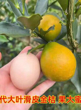 广西融安第四代新品种嫁接大叶滑皮金桔五年大苗带果发货盆栽地栽