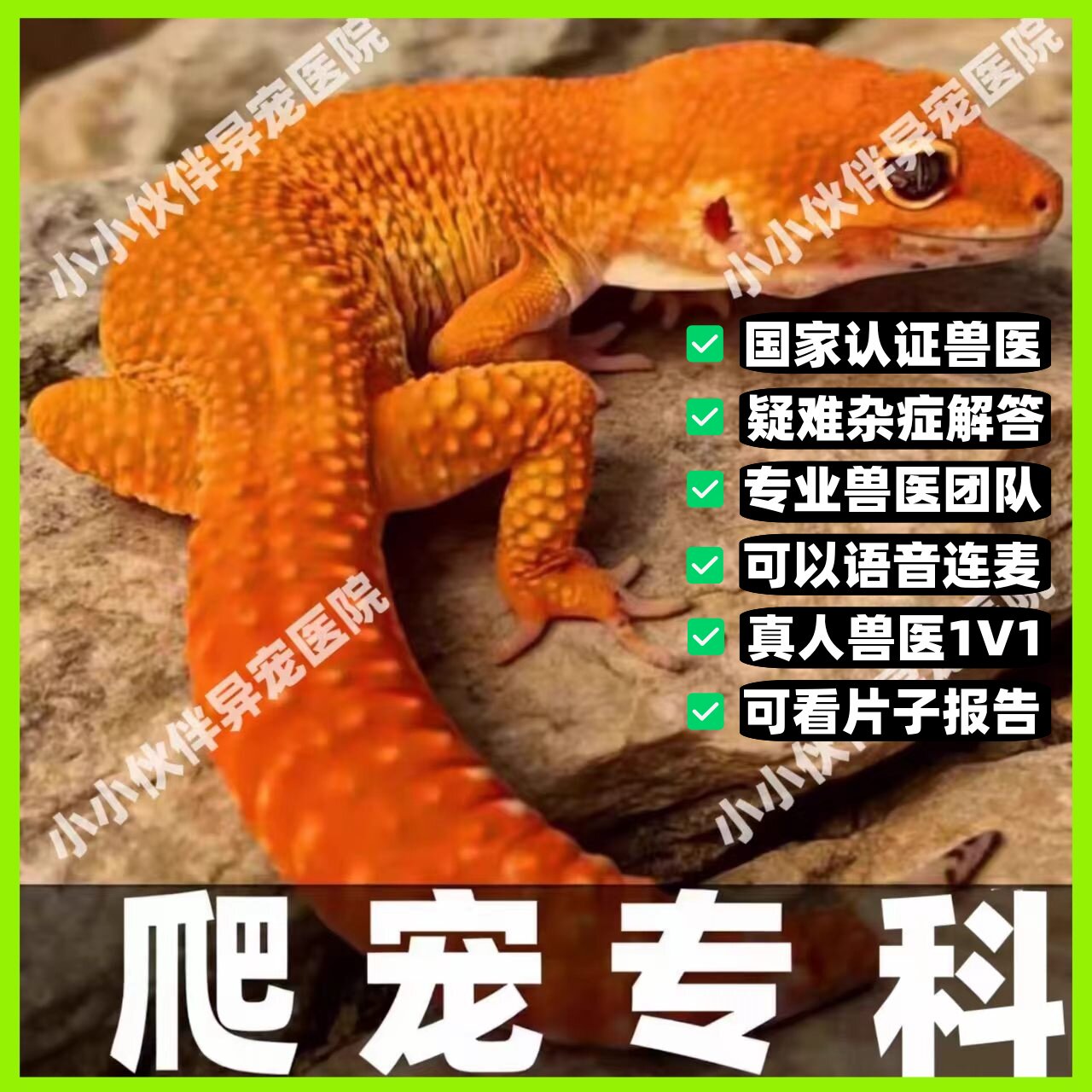 异宠医生在线咨询问诊24小时睫角守宫蜥蜴豹纹守宫鬃狮蜥爬宠生病