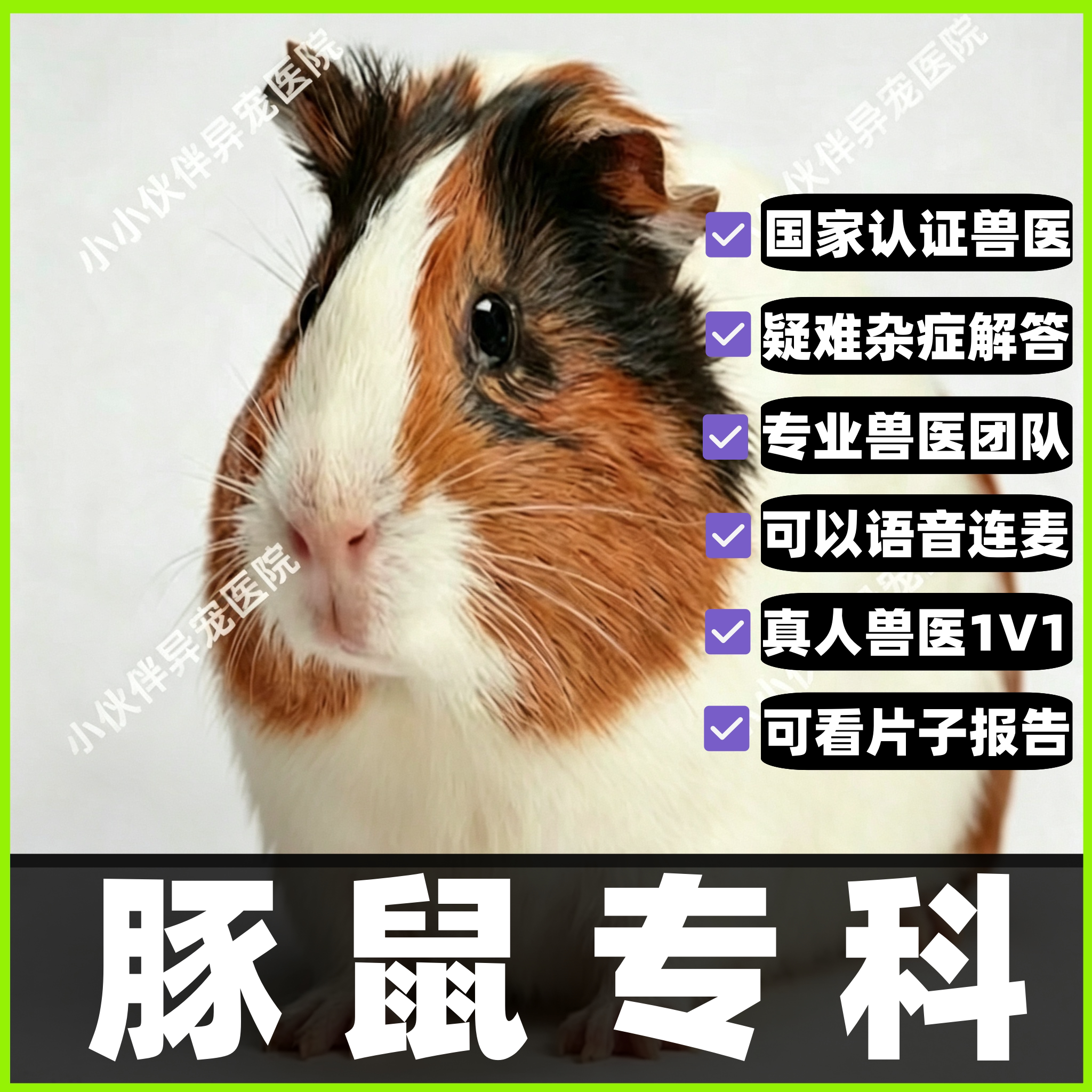 异宠医生线上咨询24小时 生病诊疗中心宠物医疗兽医看病 豚鼠问诊