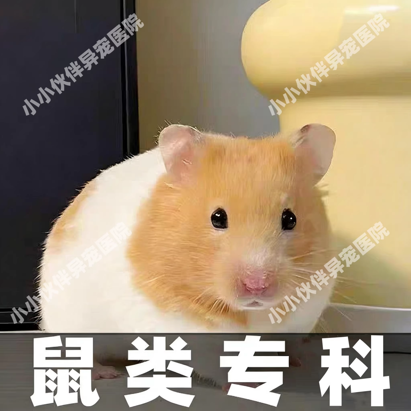 仓鼠疾病咨询 异宠医生在线咨询 仓鼠感冒 拉稀 湿尾 外伤 内科