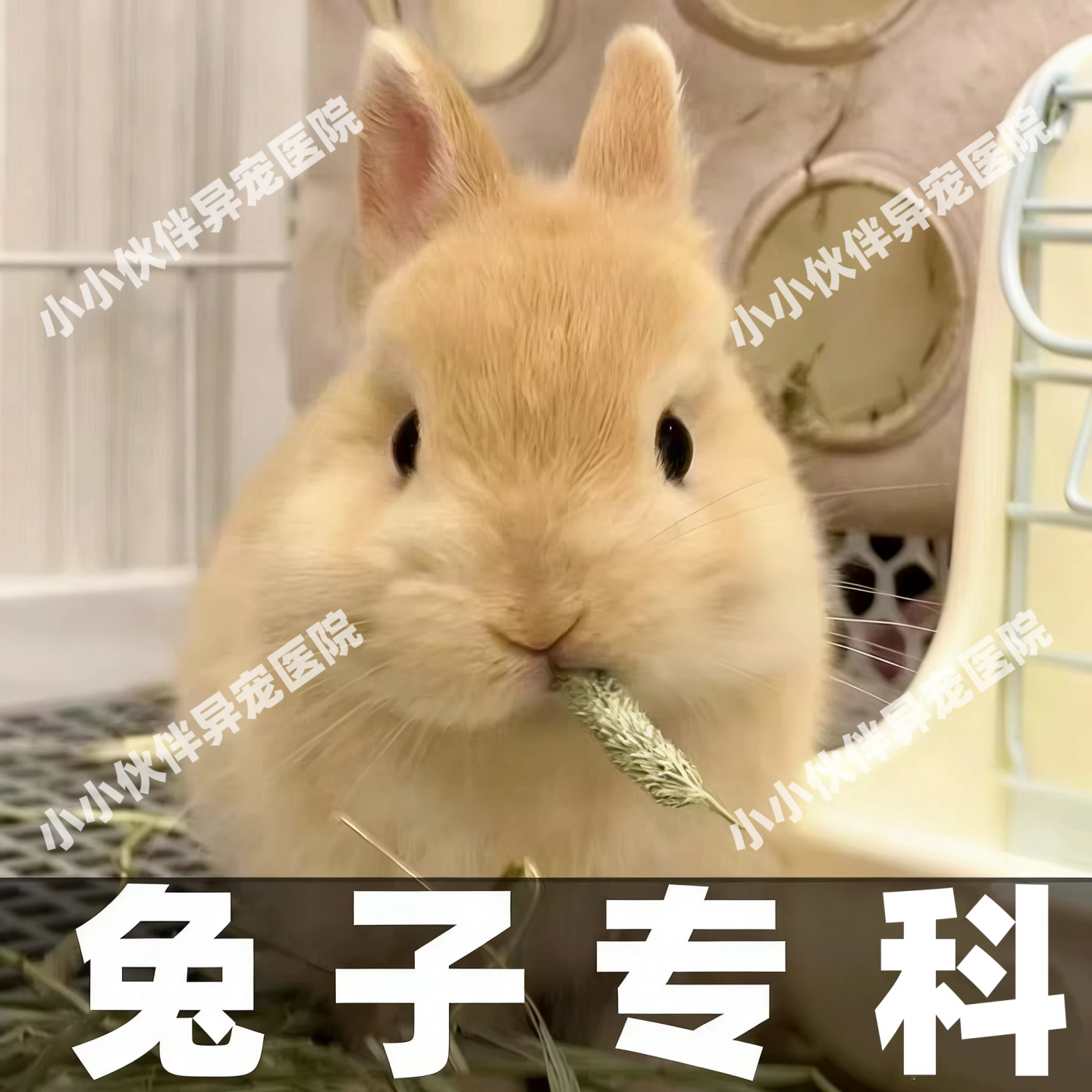 宠医在线问诊兔子咨询问诊24小时兽医在线诊疗诊断兔病和预防