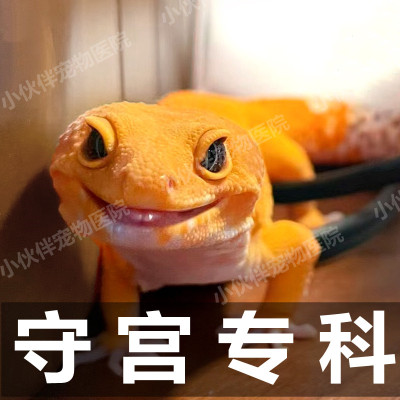 异宠医生线上咨询24小时睫角守宫蜥蜴豹纹守宫鬃狮蜥爬宠生病问诊