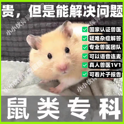 异宠医生线上咨询24小时小香猪荷兰猪仓鼠医生花枝鼠兔子问诊看病