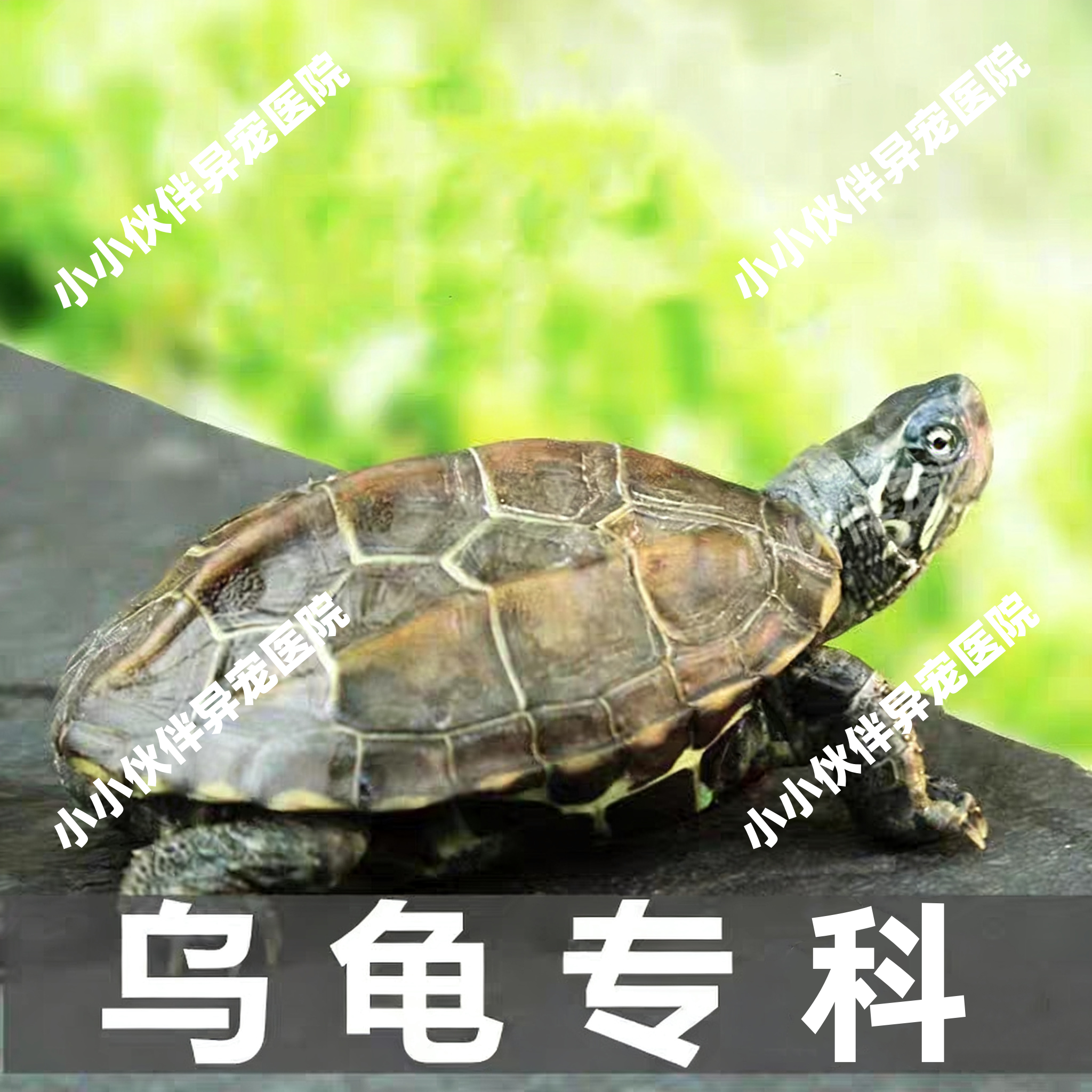 宠物医生问诊24小时乌龟疾病咨询 乌龟拉稀 乌龟肺炎乌龟水肿外伤,宠物/宠物食品及用品,其他宠物服务,淘宝优惠券,粉丝福利购,淘宝优惠卷